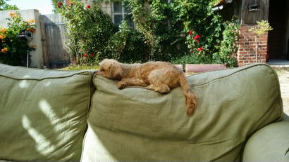 Hund - Sofa - so ist das hier